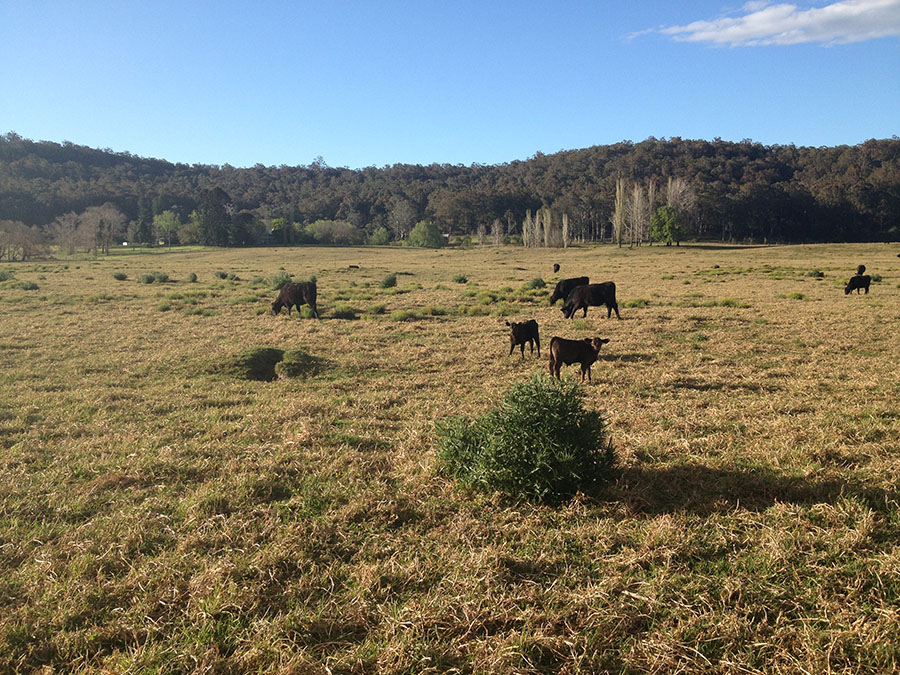 Bundanon Property. Photo: Nigel Helyer